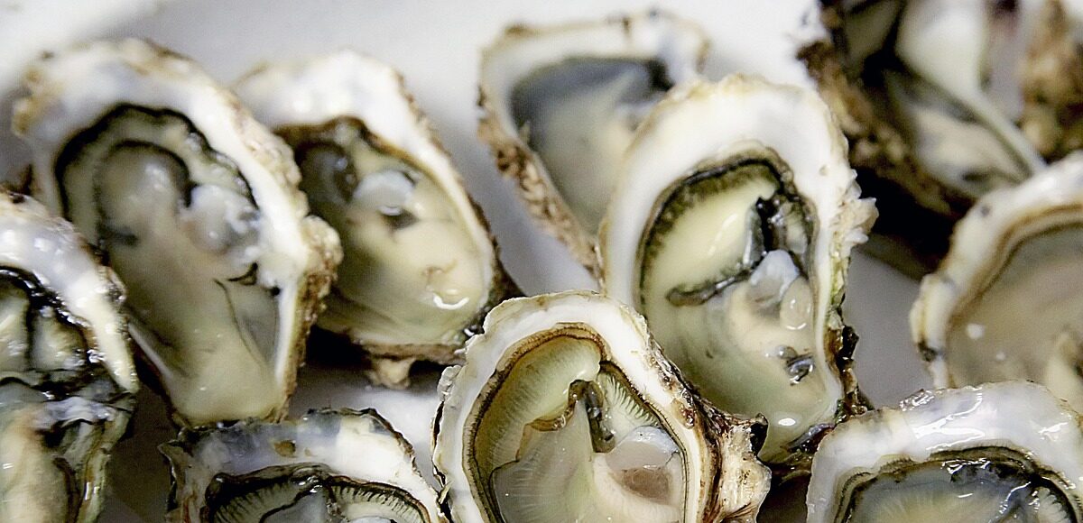 oyster, shell, sea food, shellfish, oyster, oyster, oyster, oyster, oyster